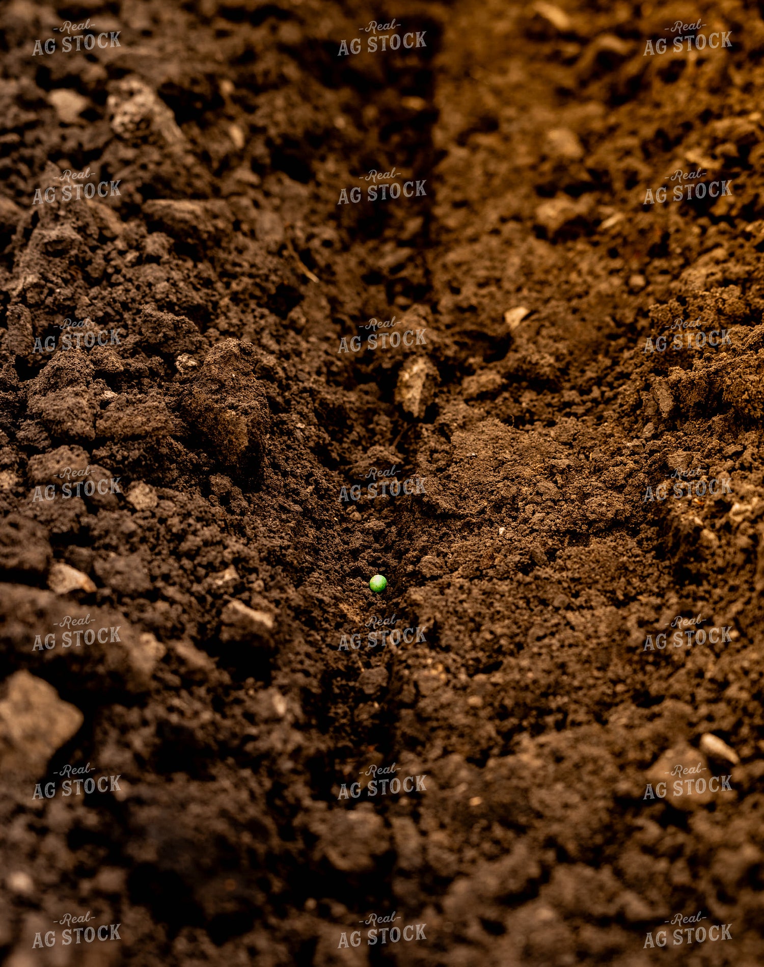 Soybean Seed in Soil 185209