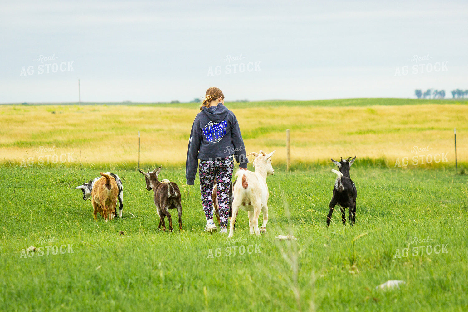 Farm Kid with Goats 155241