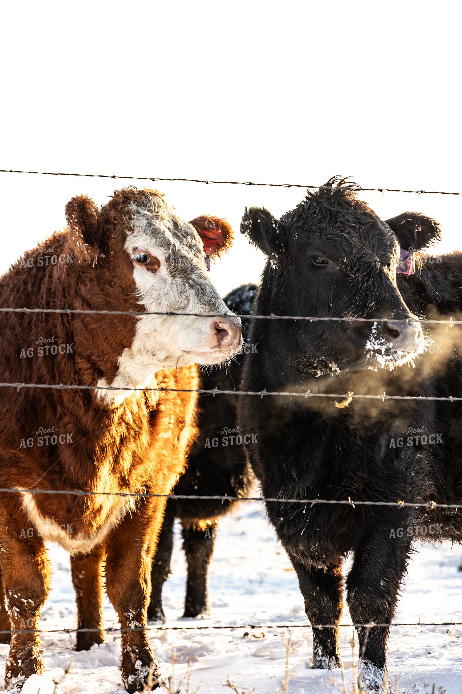 Cattle on Pasture in the Snow 224003