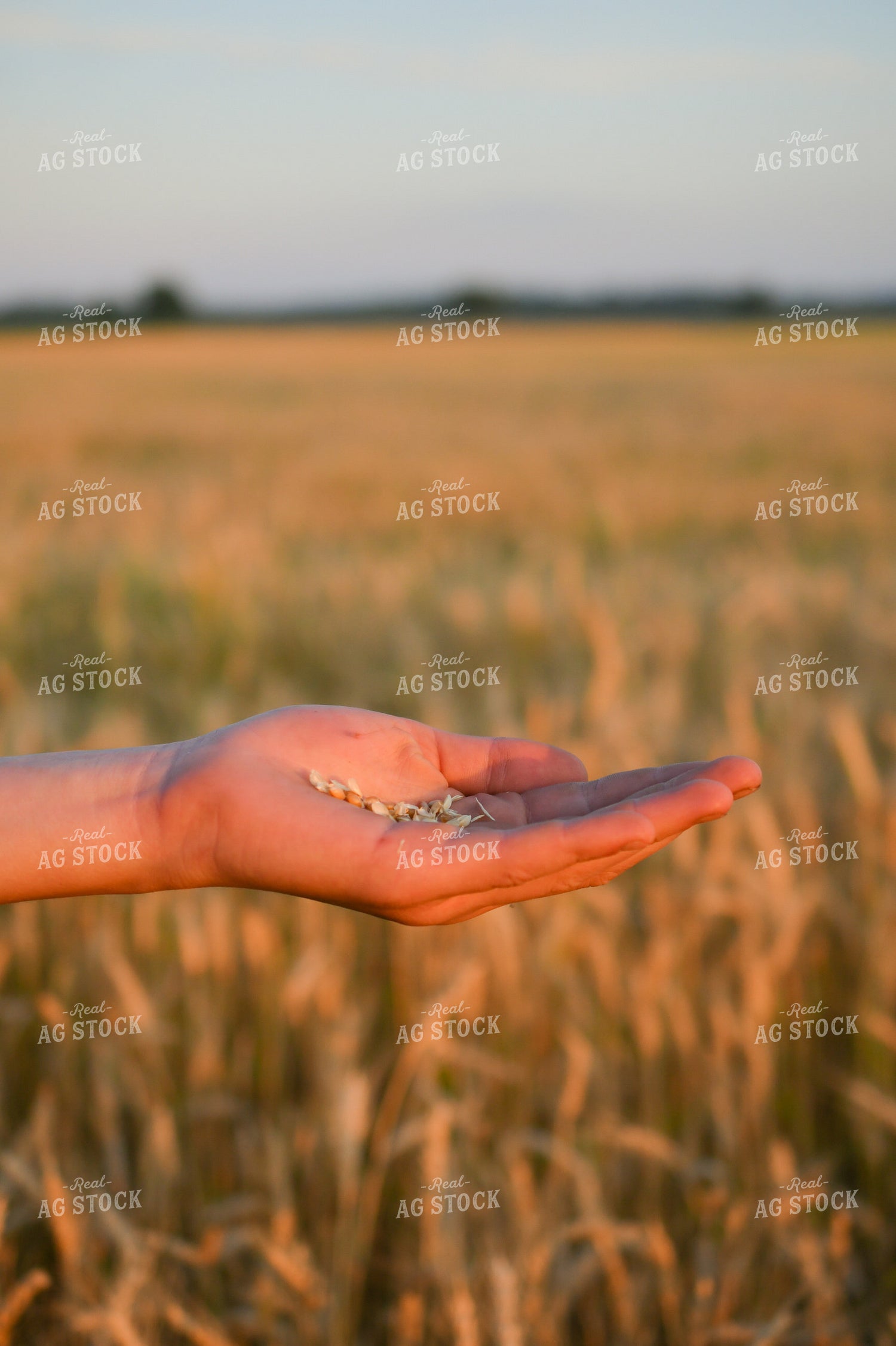 Hand Holding Oats 191182