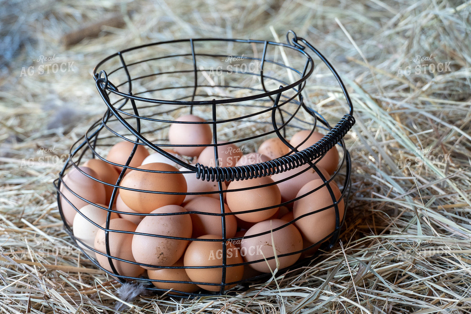 Eggs in a Basket 65051