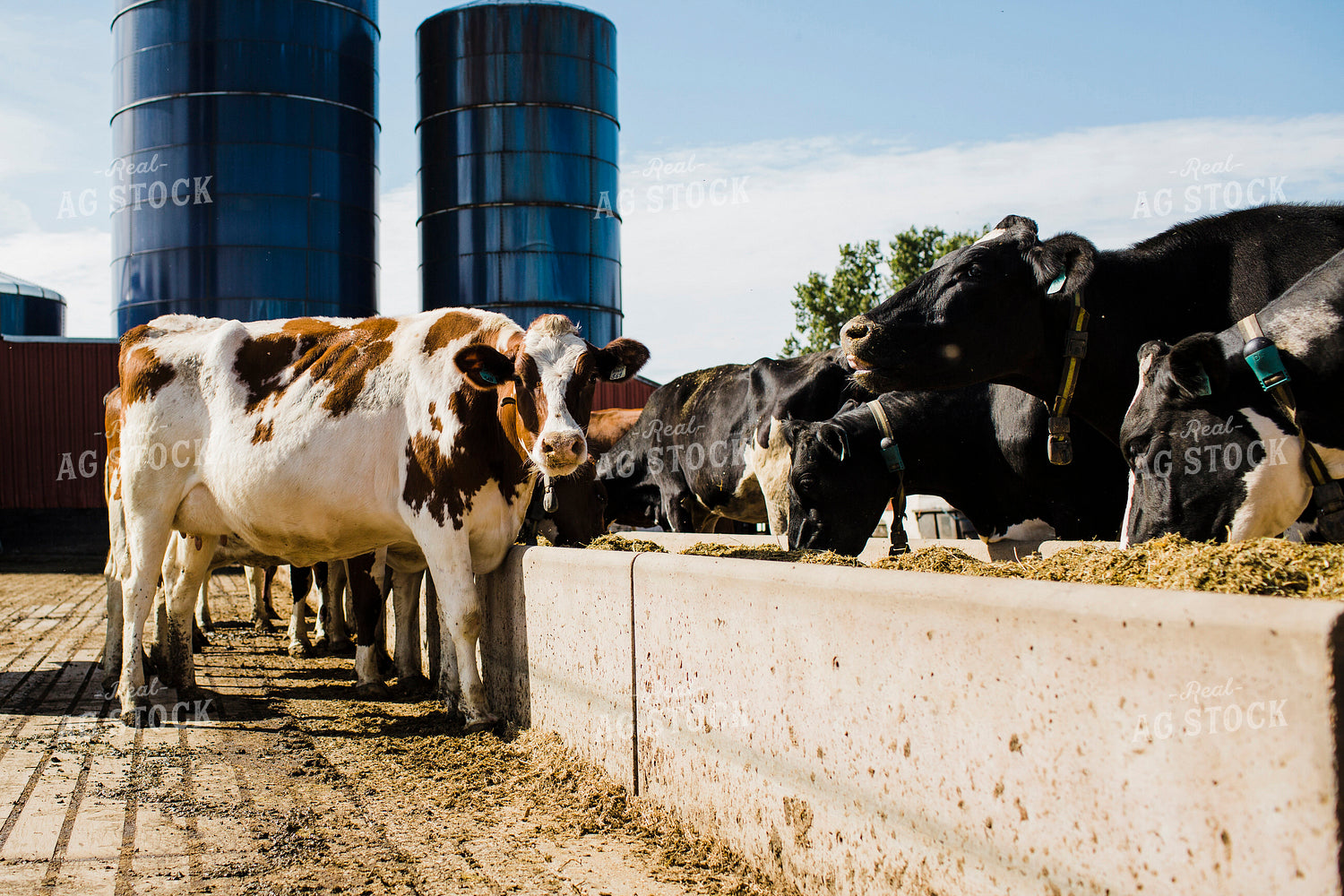 Dairy 2678