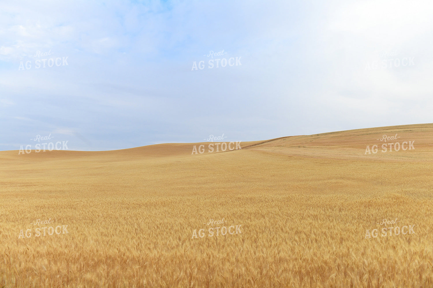 Wheat Field 129038