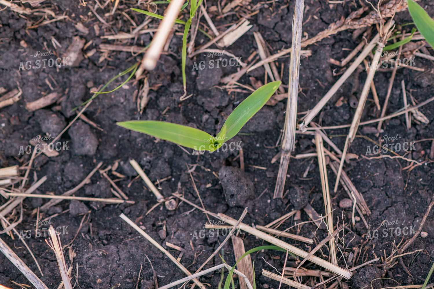 Early Growth Corn 76131