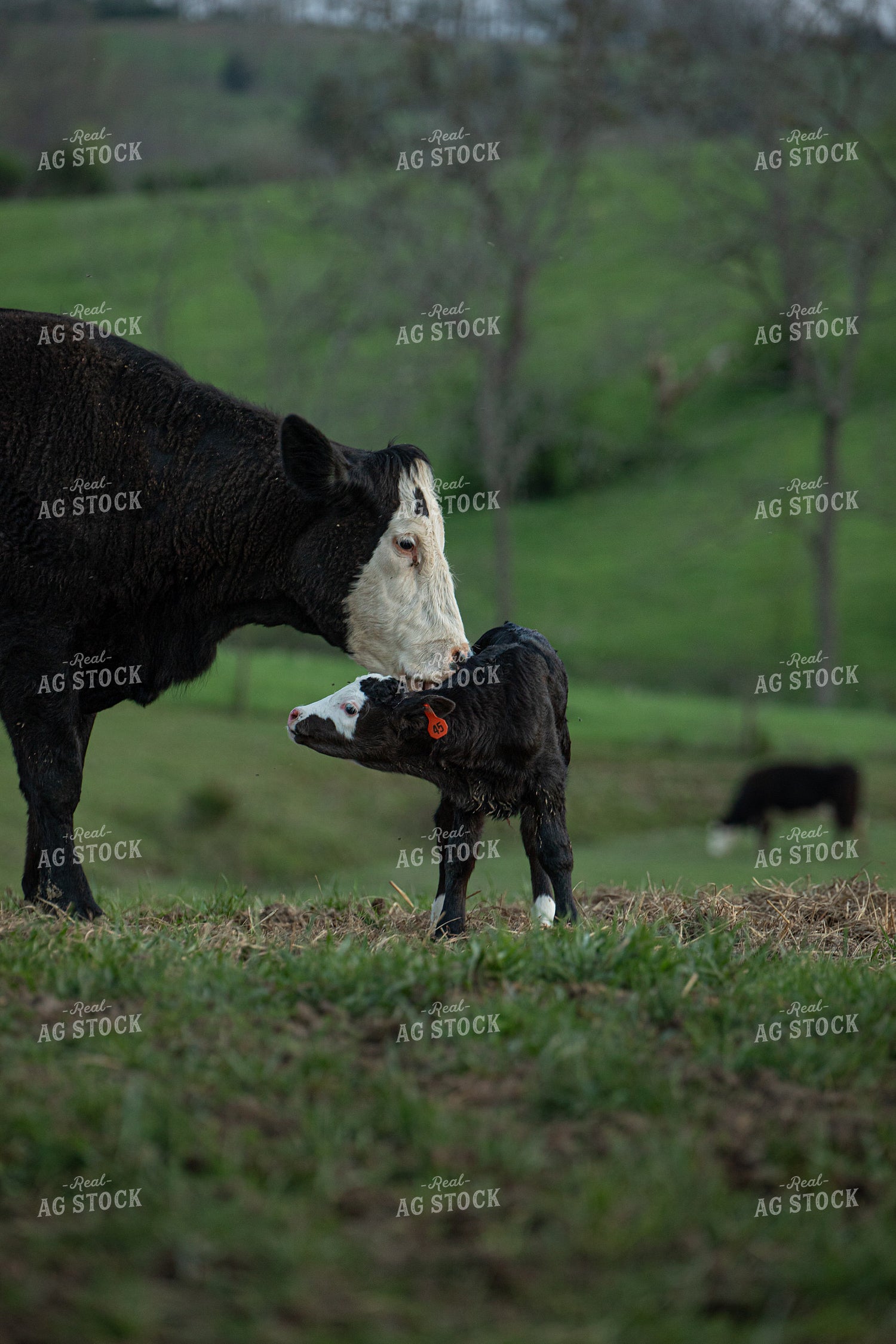 Cow Calf Pair 189035