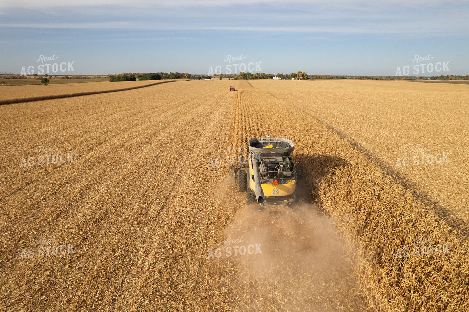 Corn Harvest 255005