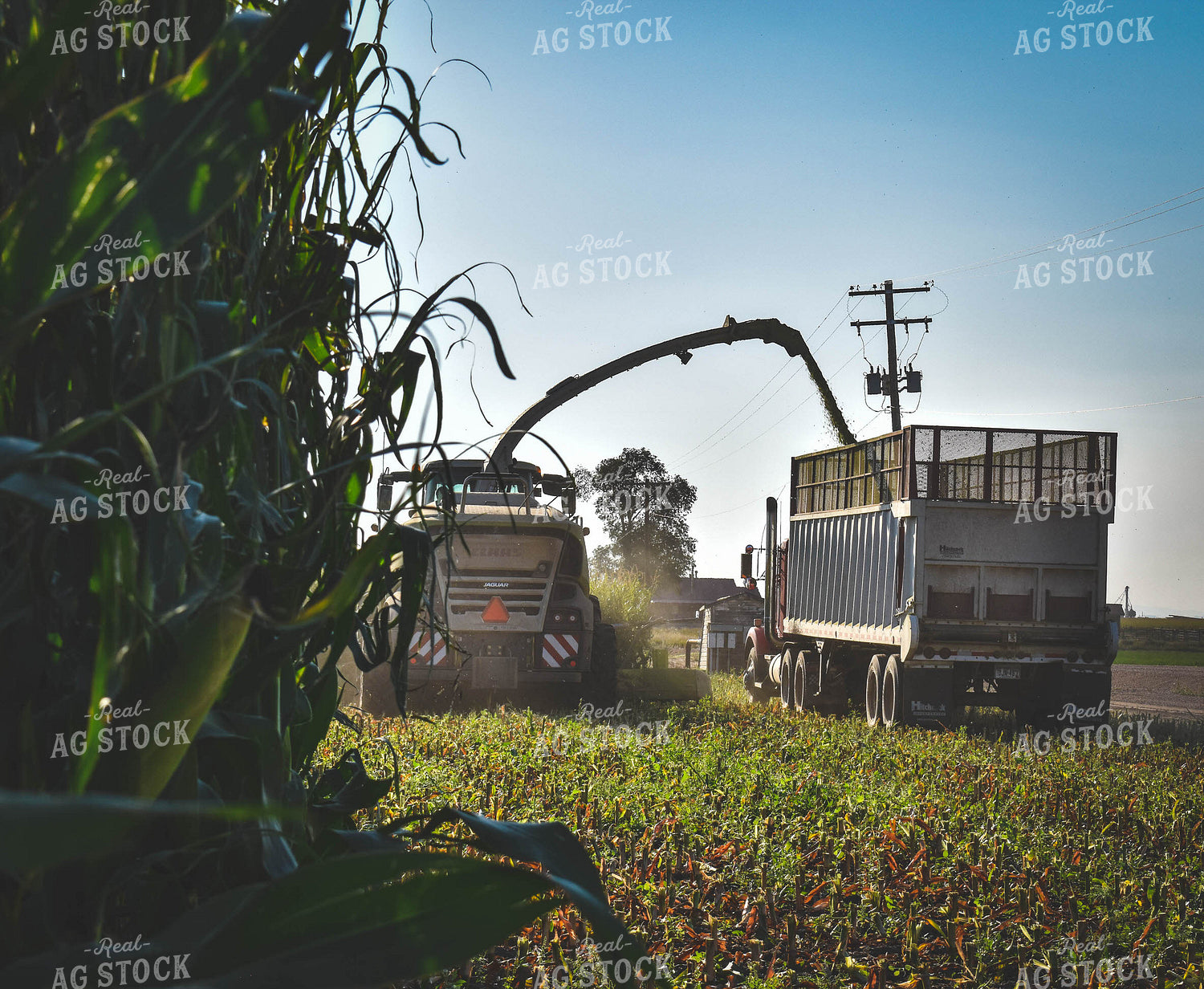 Silage Harvest 56060