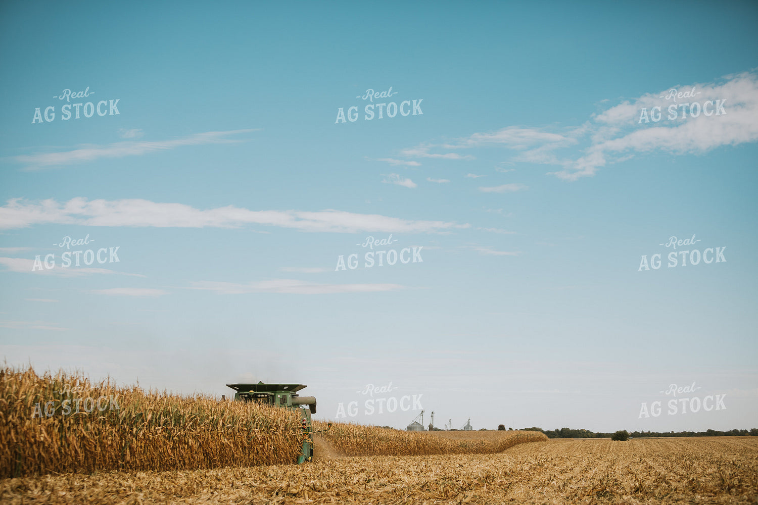 Corn Harvest 6556