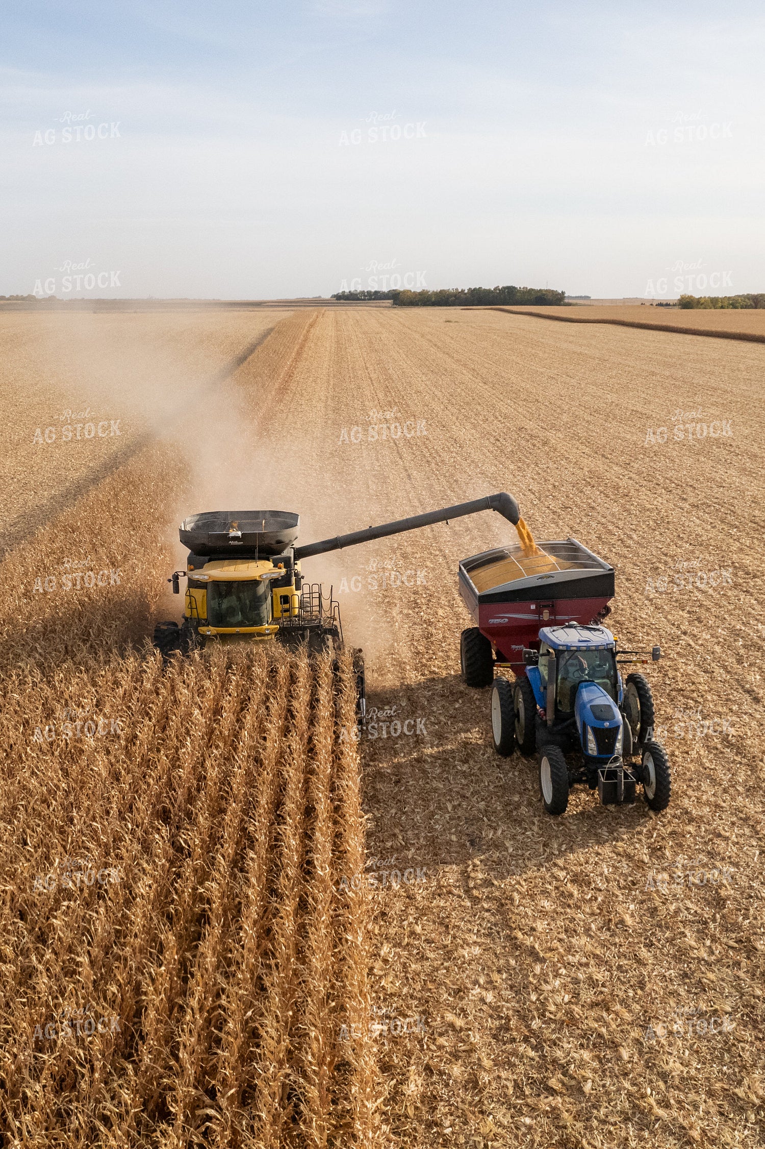 Corn Harvest 255009