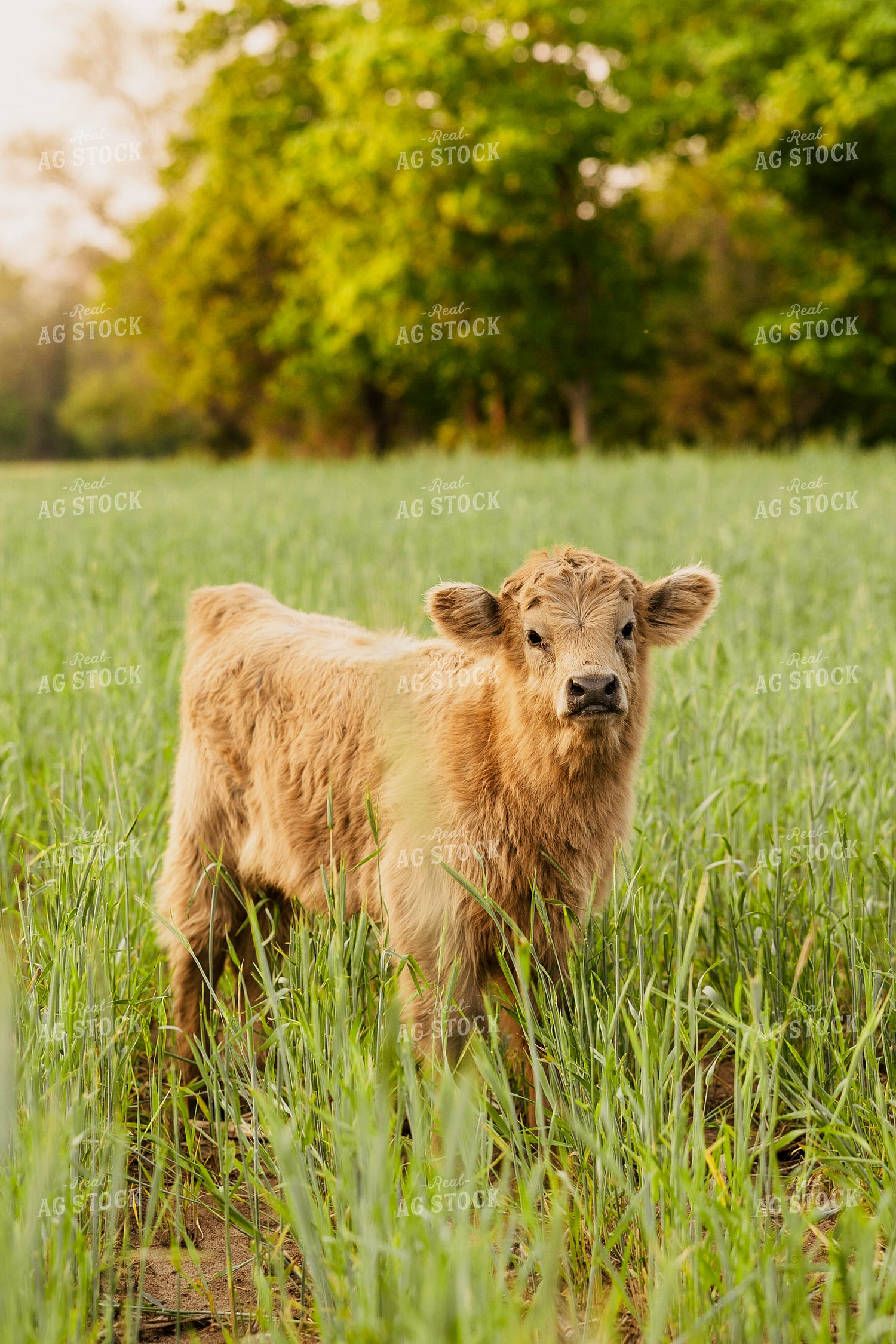 Highland Cattle Calf 207013