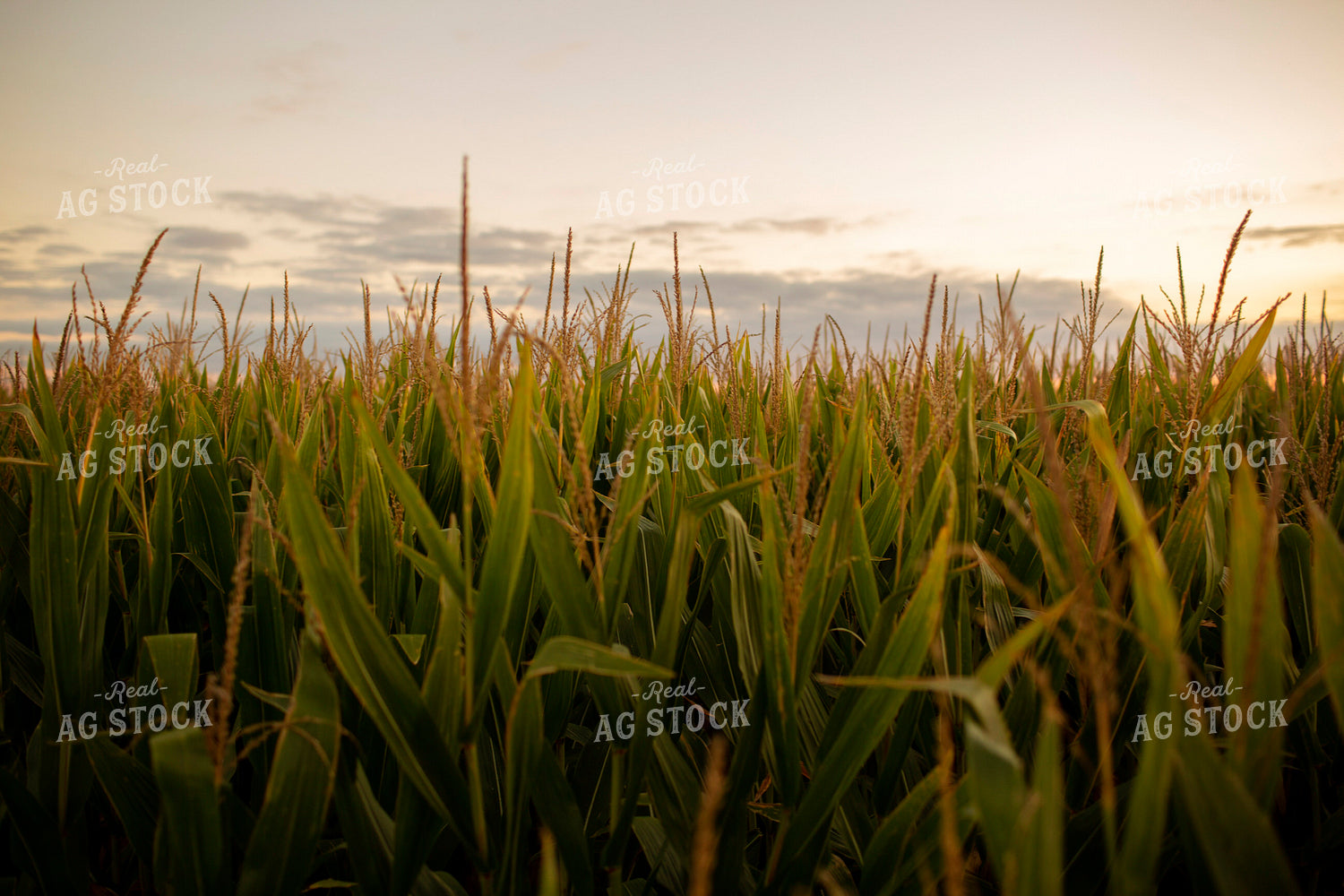 Corn - Mid-Season 2345