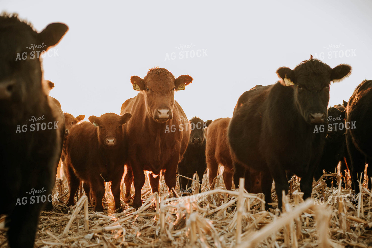 Cattle in Pasture 77230
