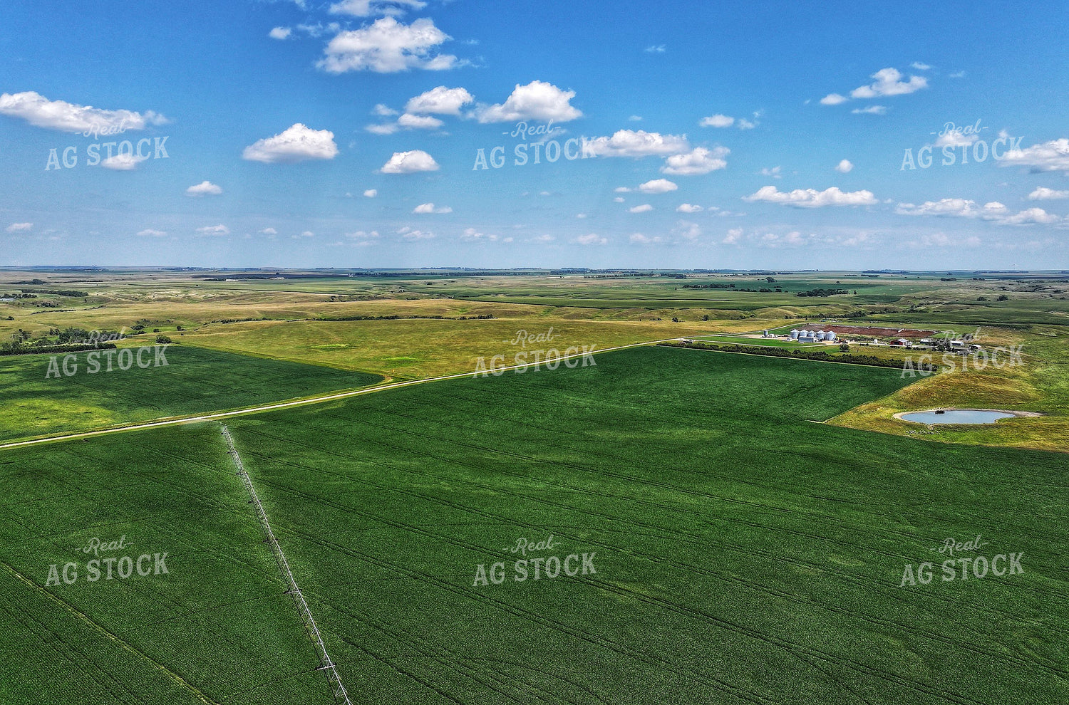 Irrigated Soybean Field 141172