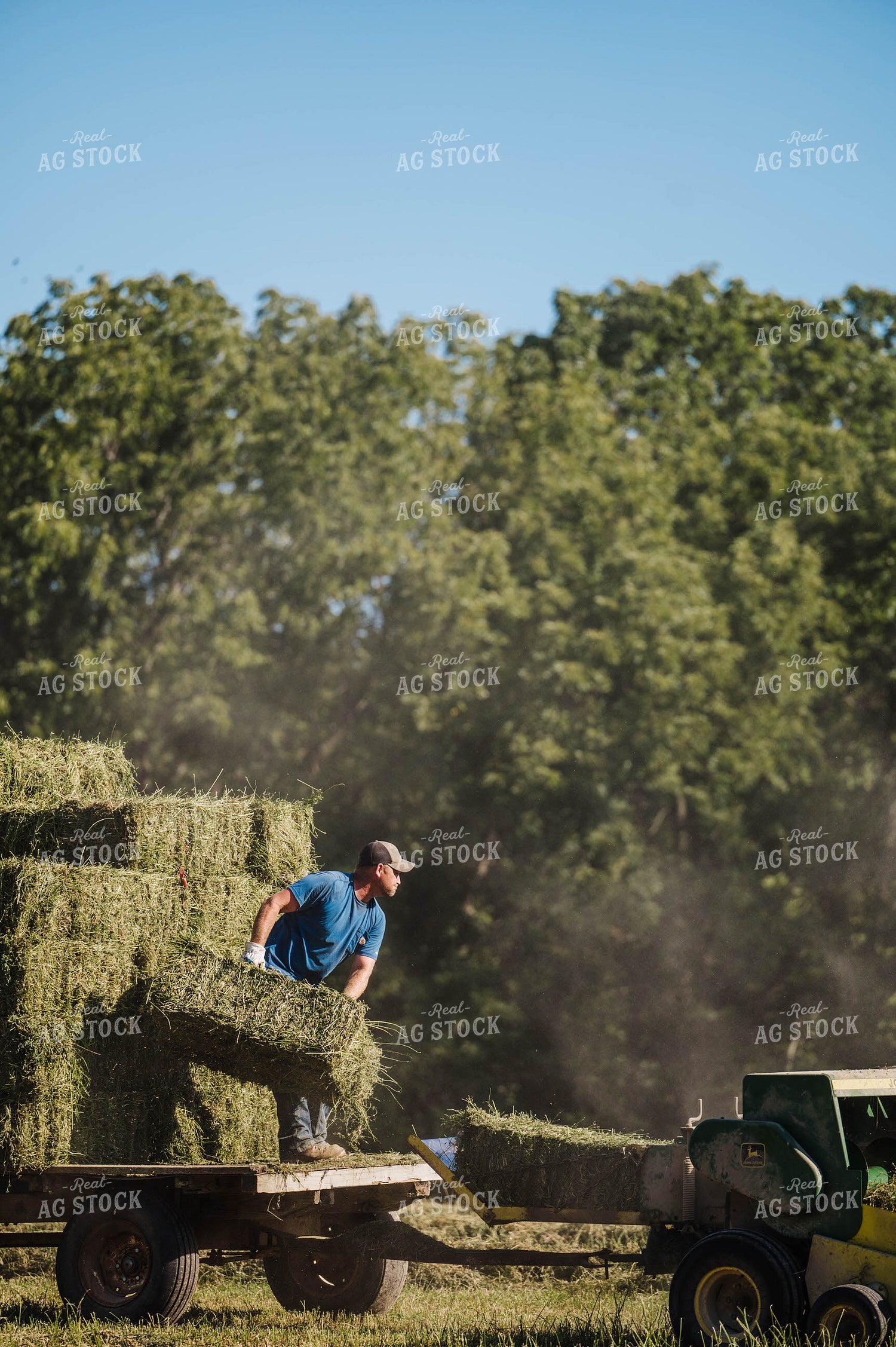 Farmer Throwing Hay Bales 115324