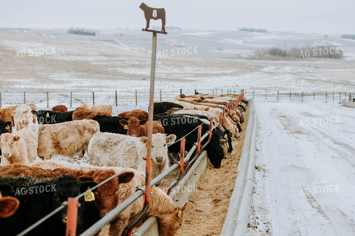 Cattle Eating out of Trough 77198