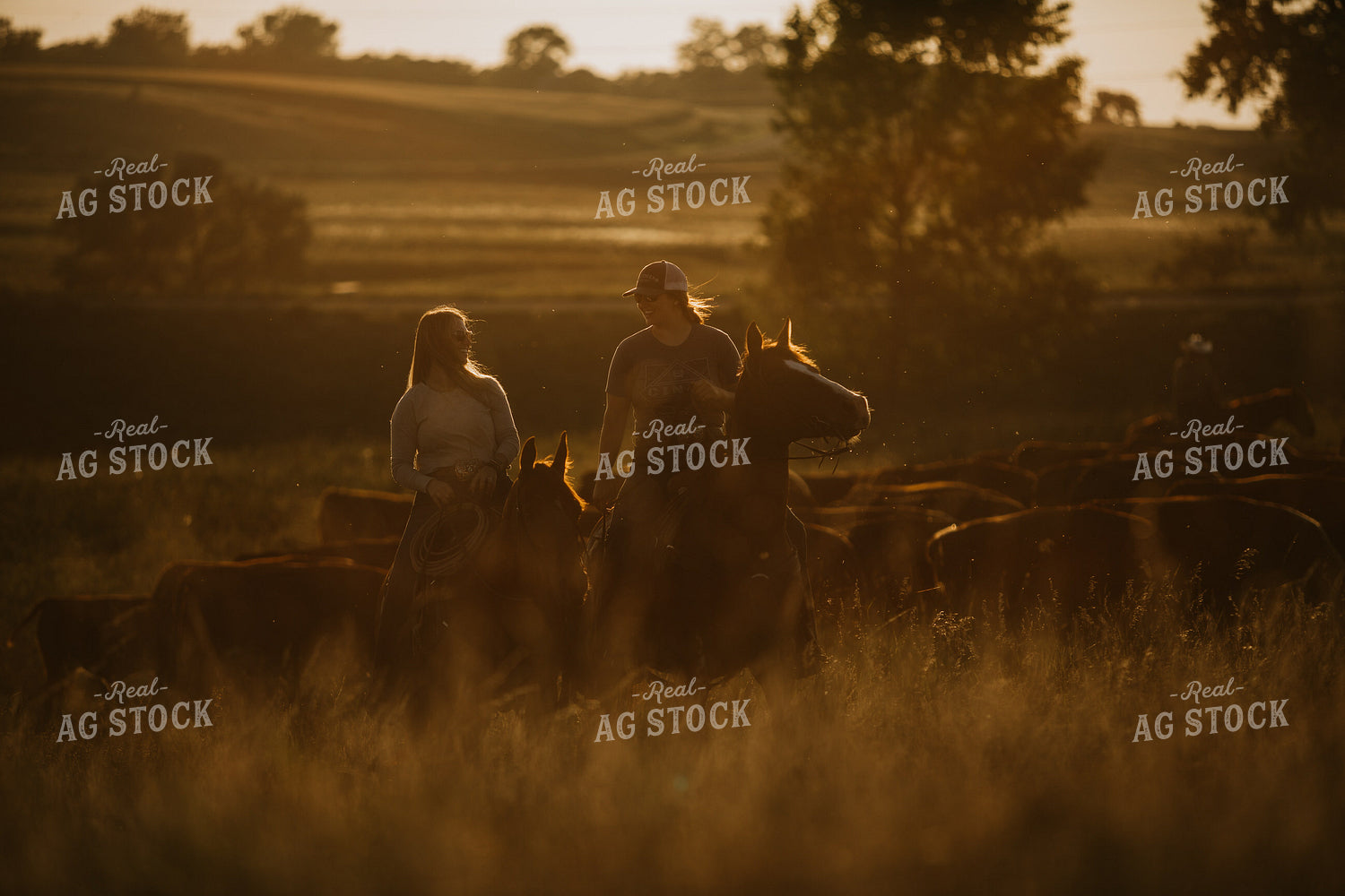 Ranchers and Cattle in Pasture 6413