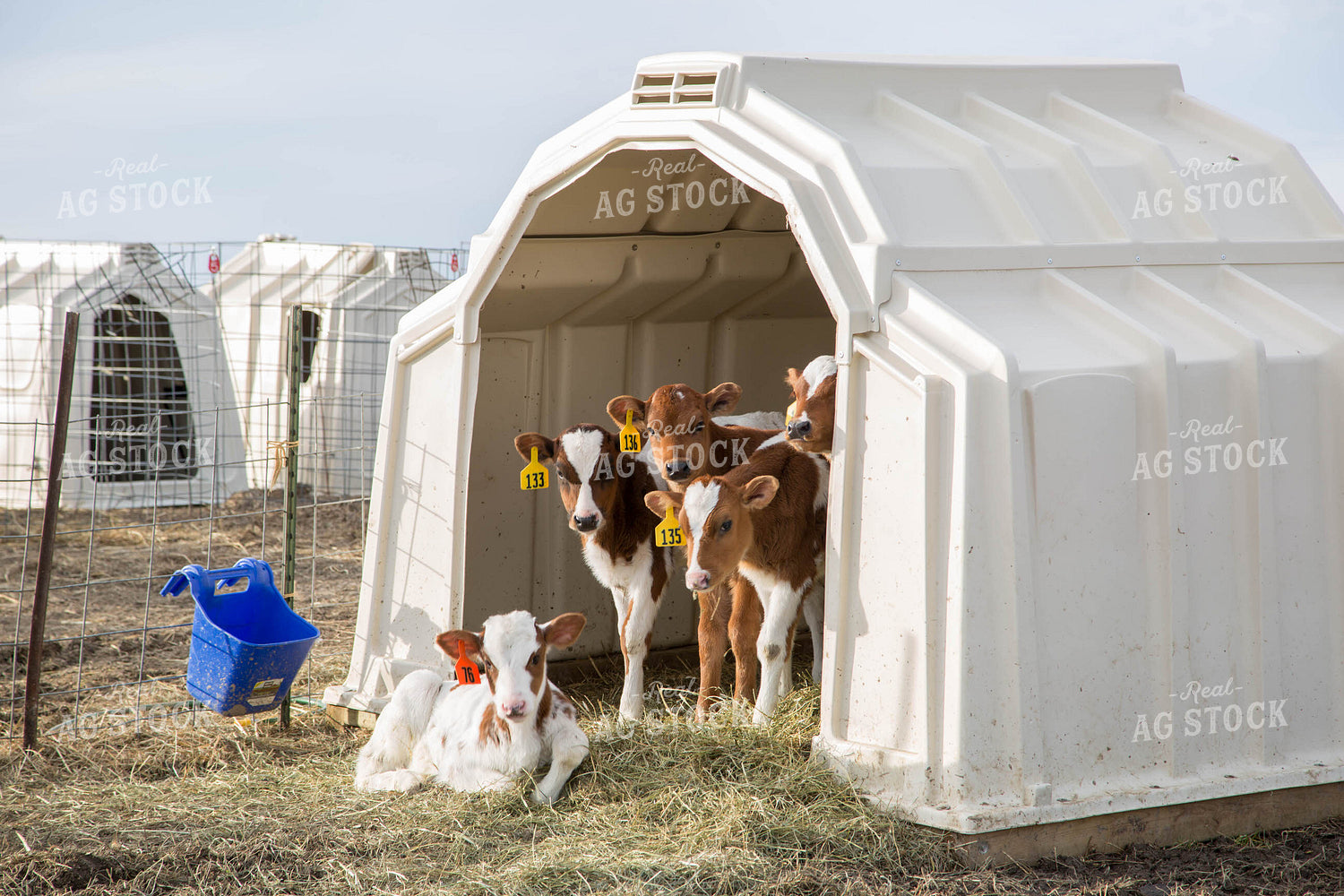 Dairy Calves in Hutch 161026