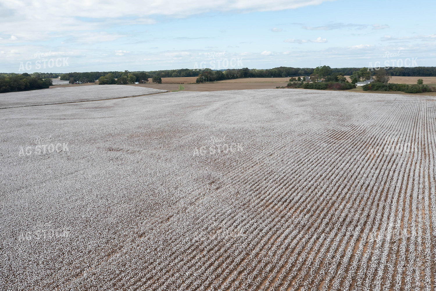 Aerial Cotton Field 79568
