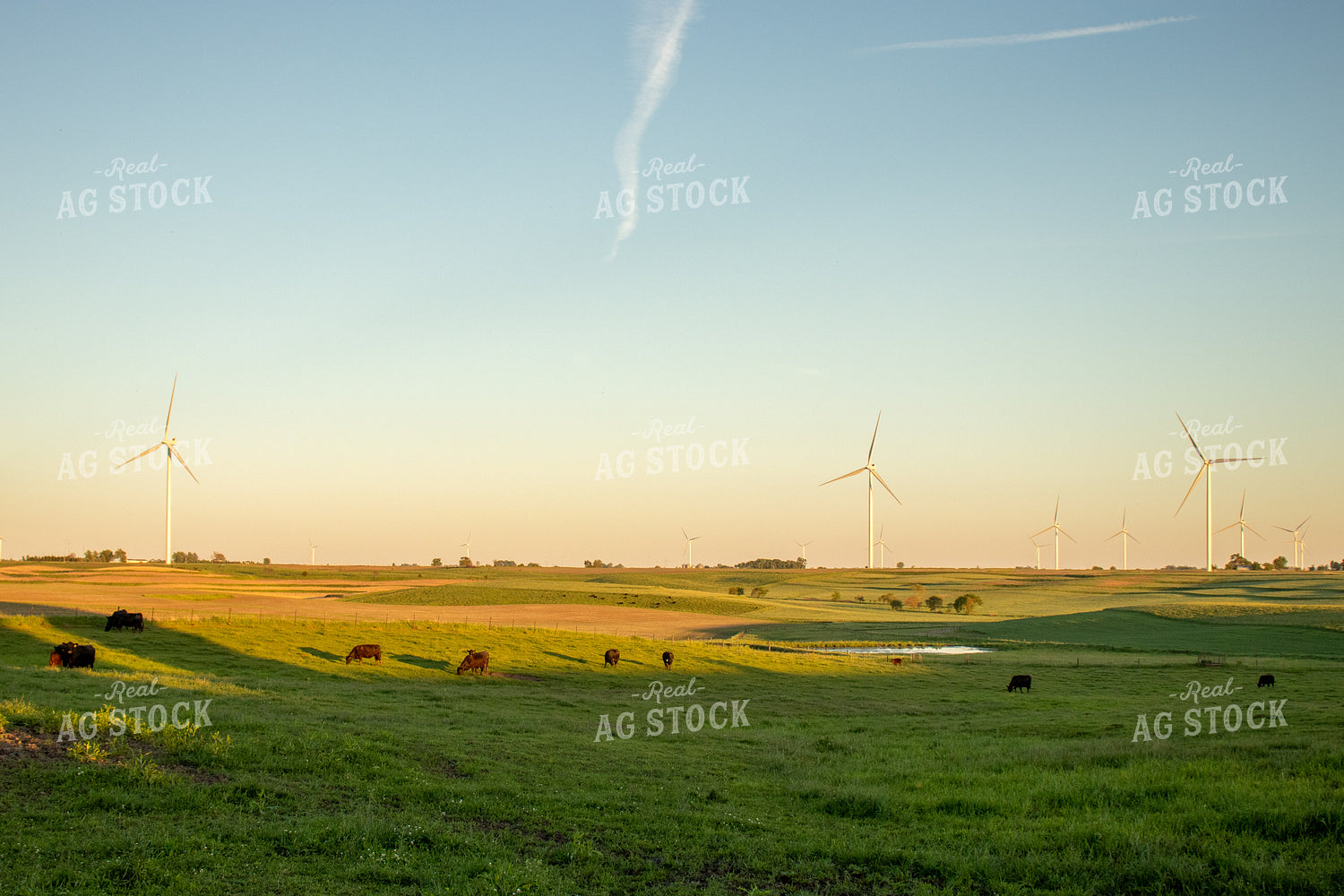 Angus Cattle Grazing in Pasture with Windmills 67109