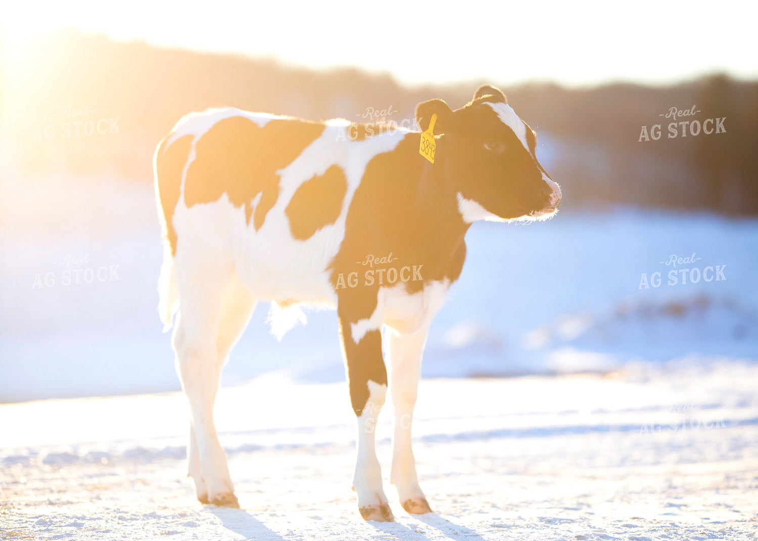 Holstein Calf 55013