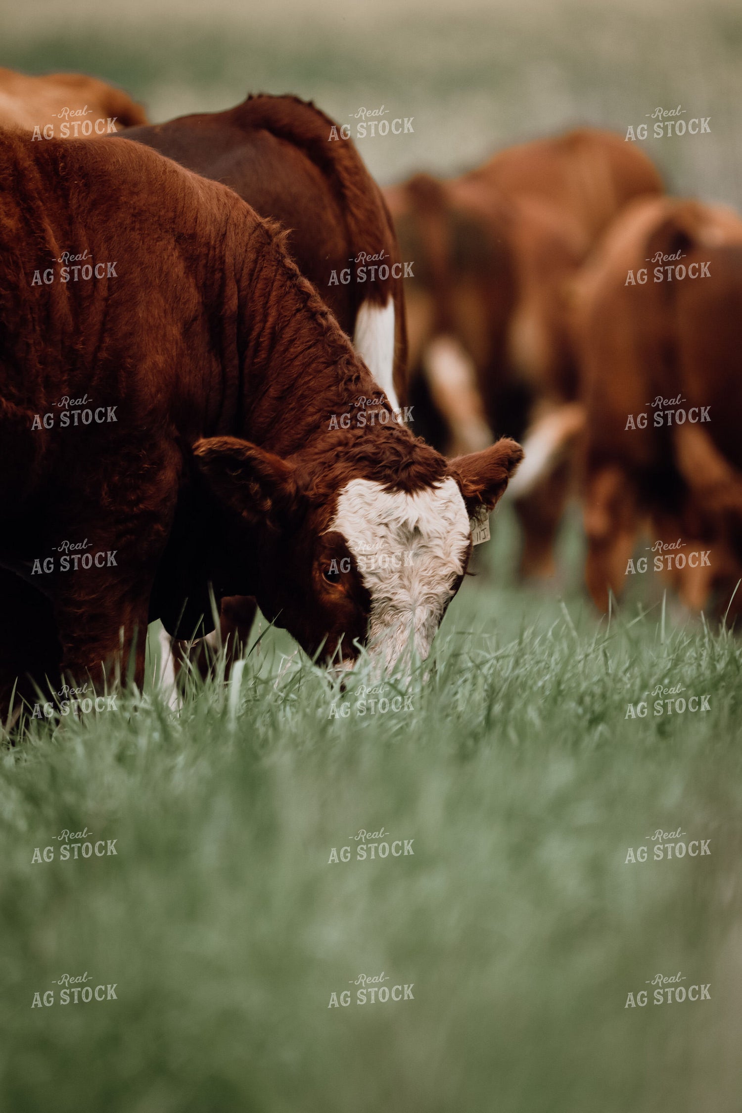 Hereford Cattle on Pasture 139013