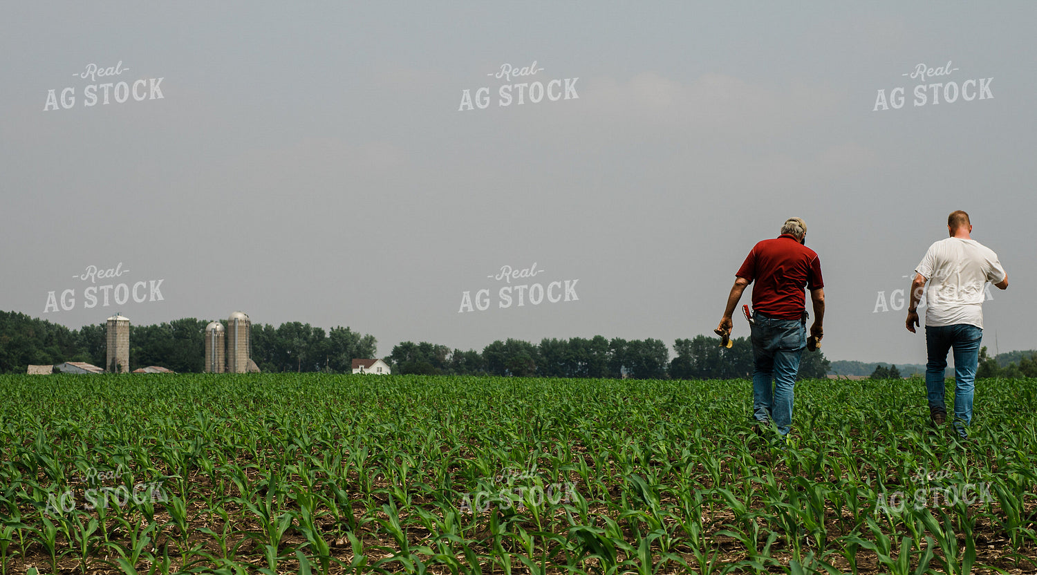 Scouting Corn Field 133019