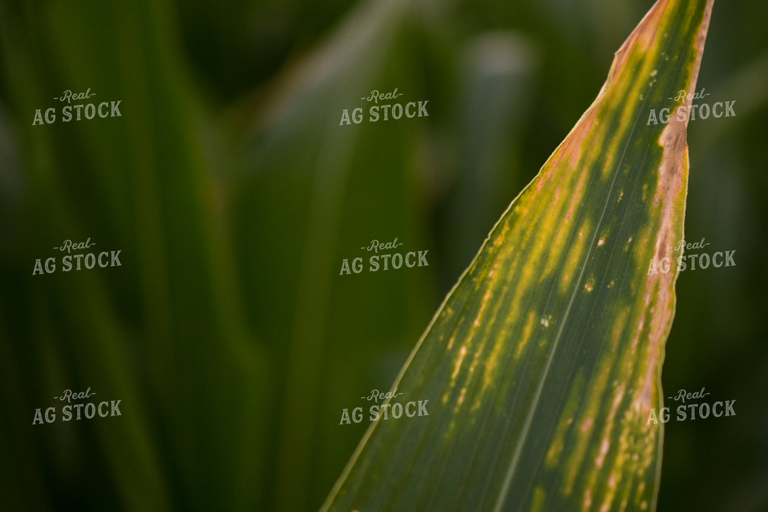 Corn with Chemical Damage 191209