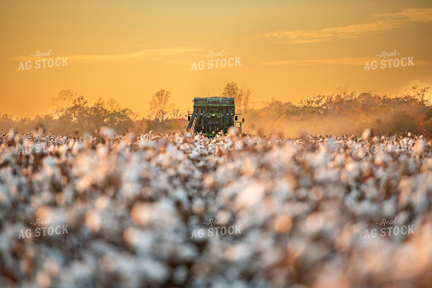 Cotton Harvest 136162
