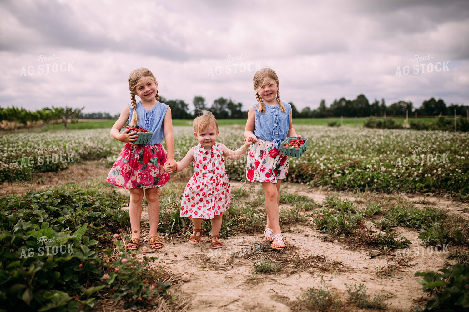Farm Kids in Strawberry Patch 169027