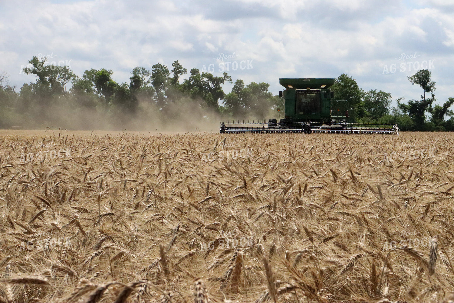 Combine Harvester in Wheat Field 227013