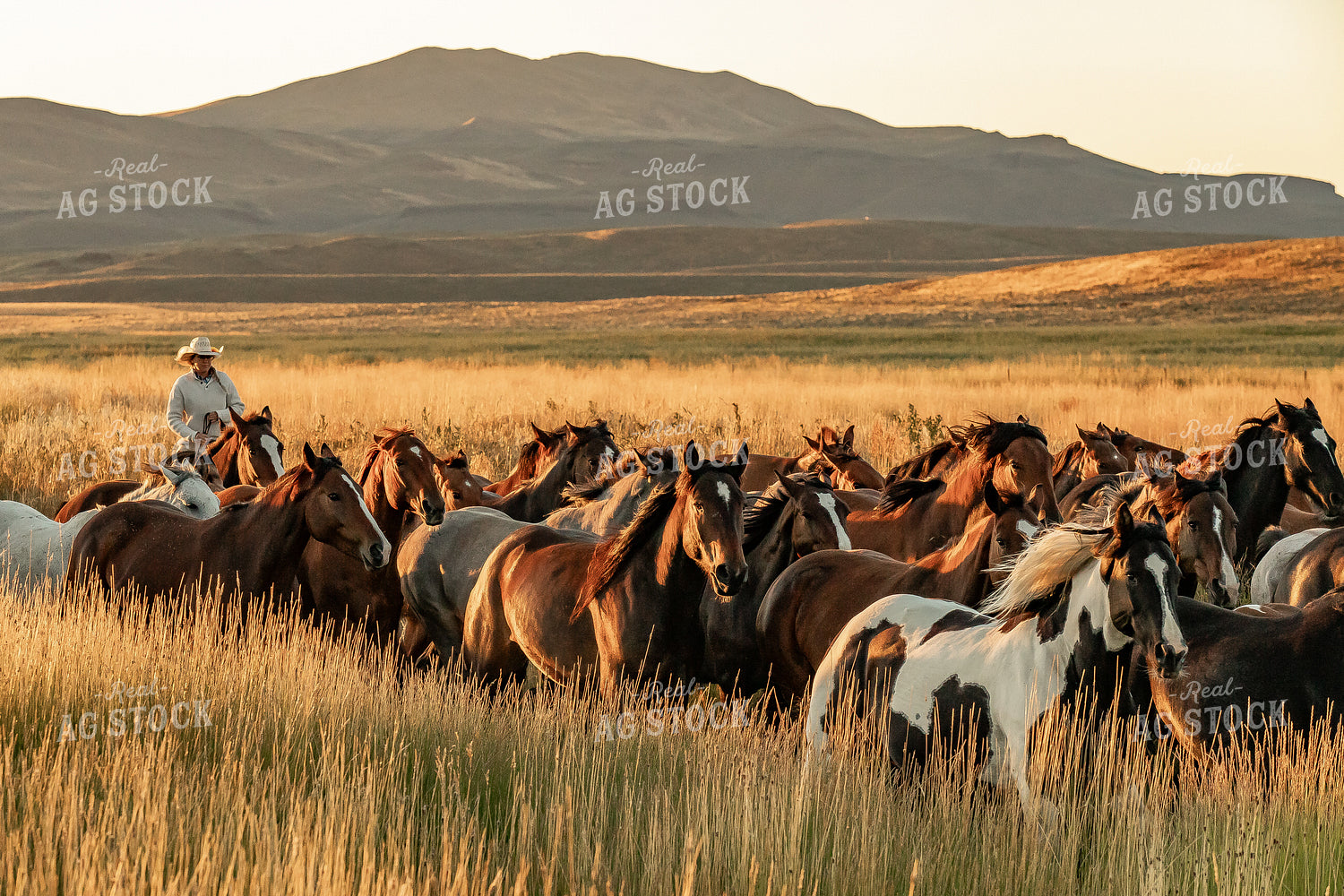 Cowboys Herding Horses 188171