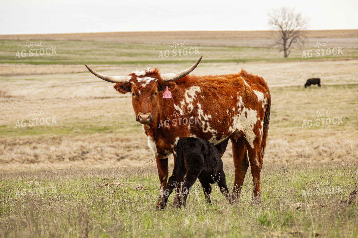 Longhorn Cow Calf Pair 155127