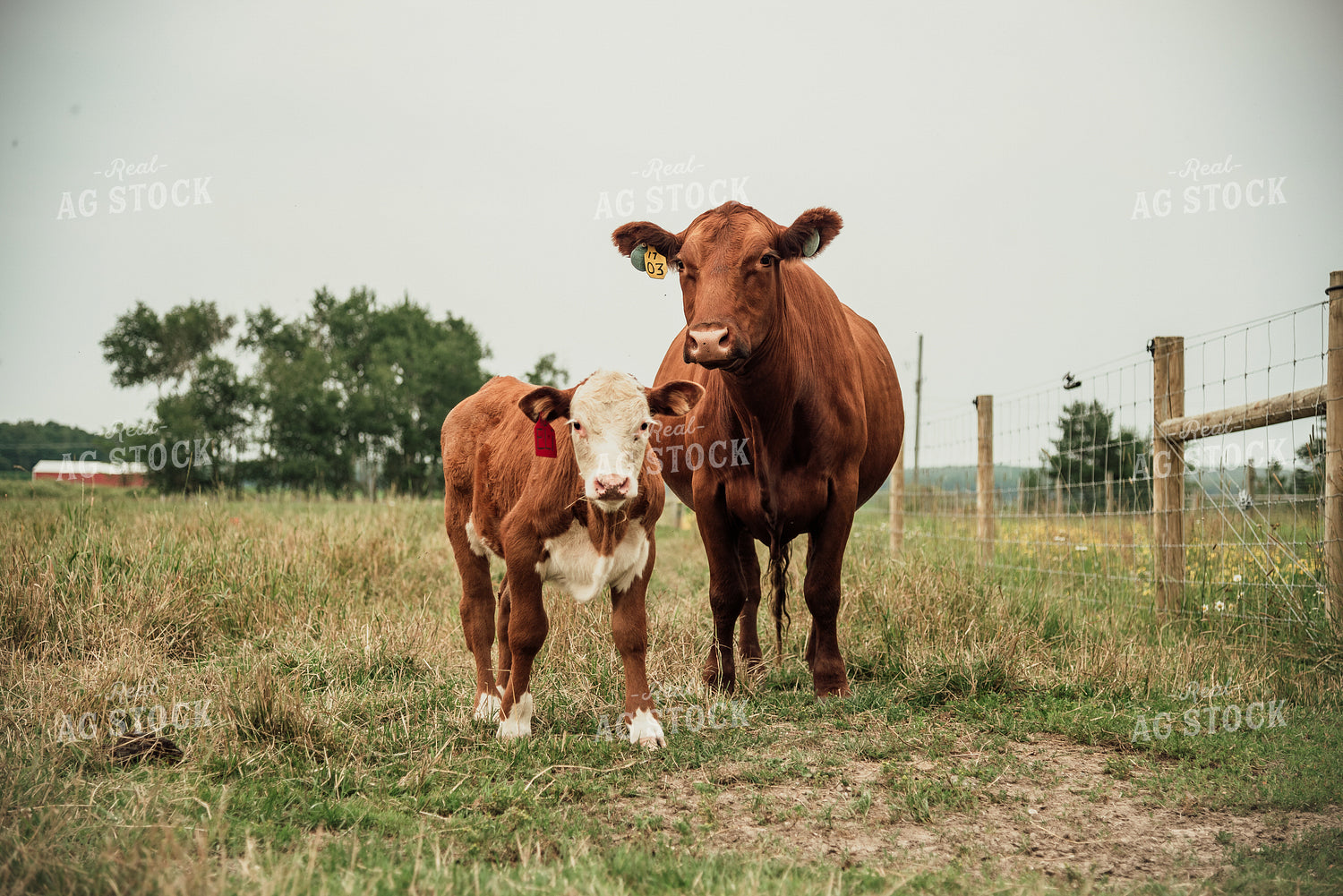 Cow and Calf in Pasture 118021