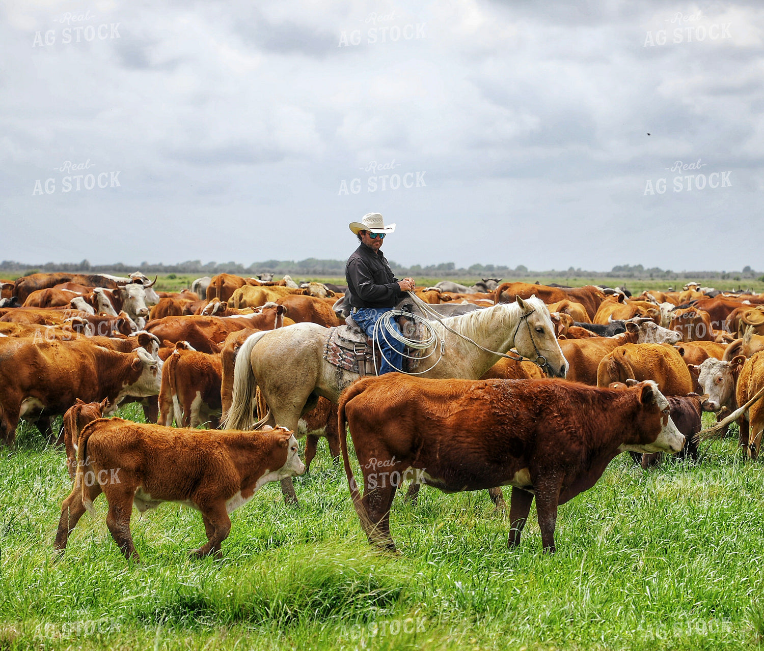 Rancher Herding Cattle on Horseback 210024