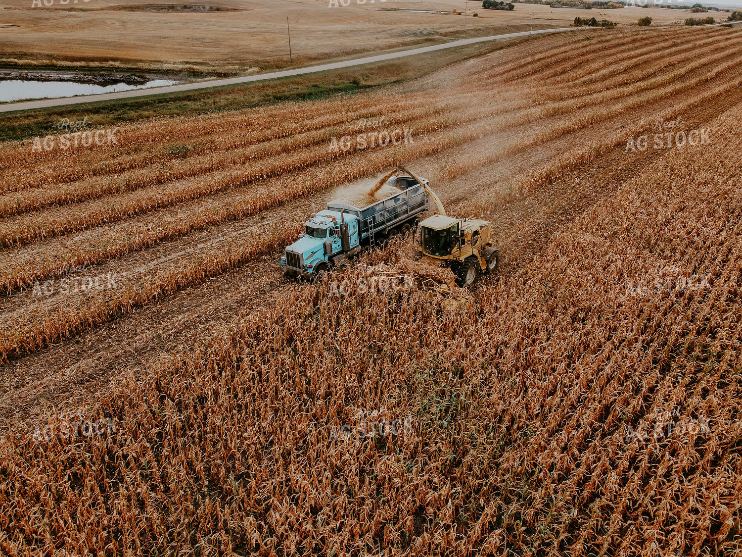 Corn Silage 187013