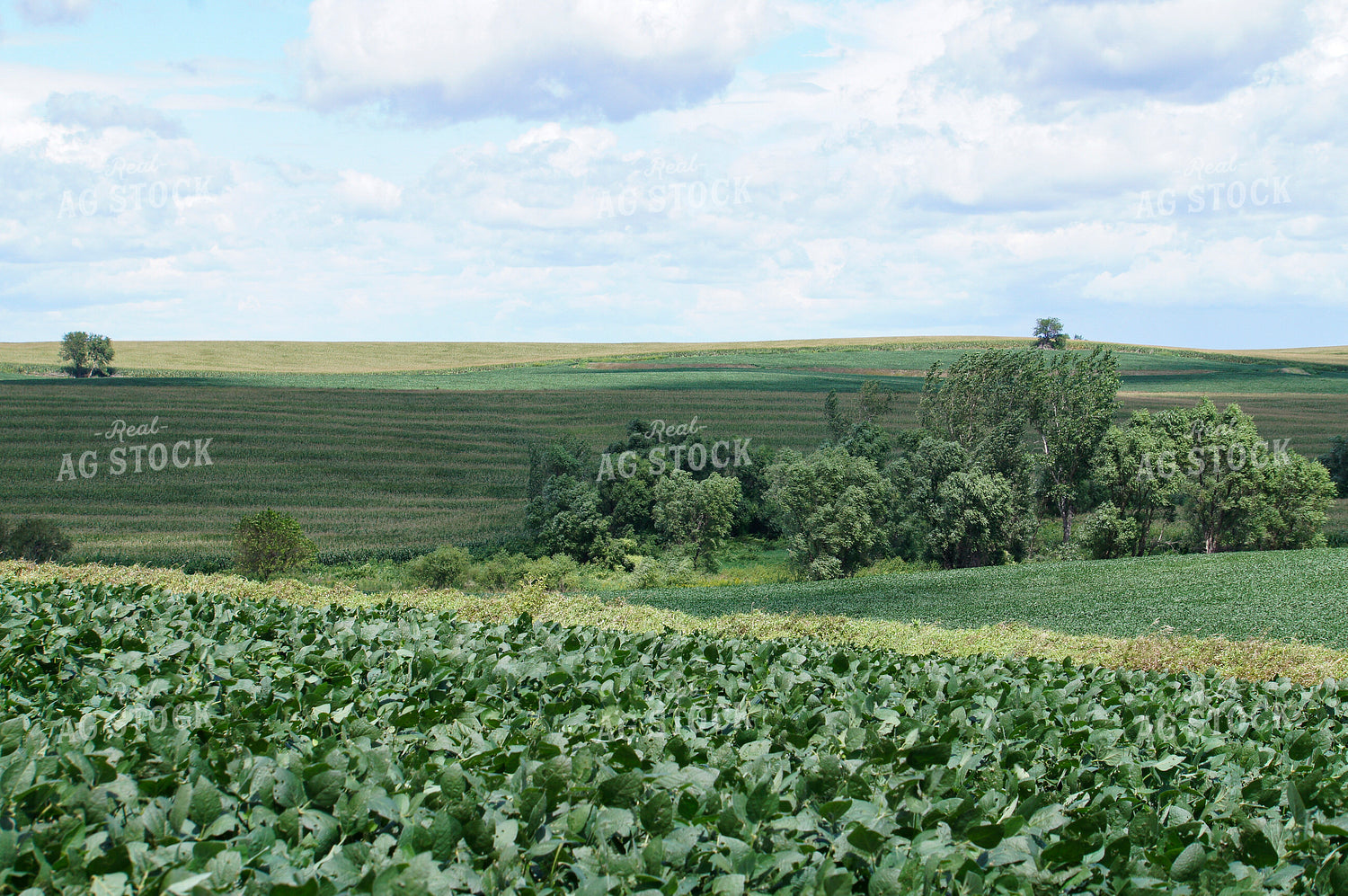 Rural Landscape 156001