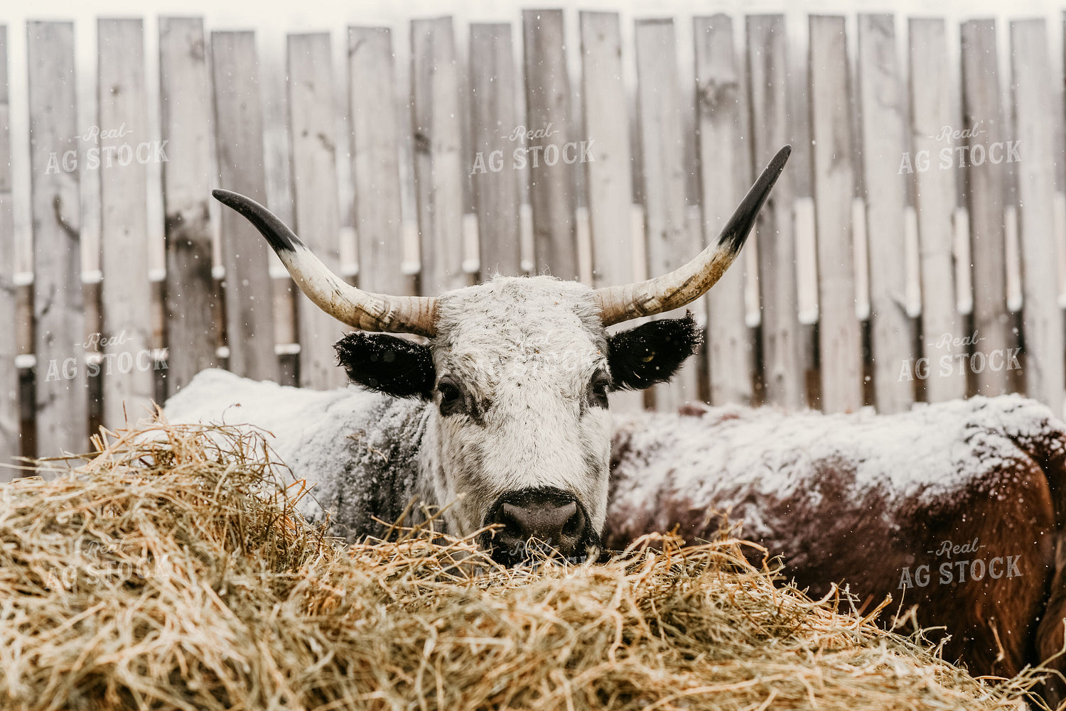 Angus Cow in Snow 64195