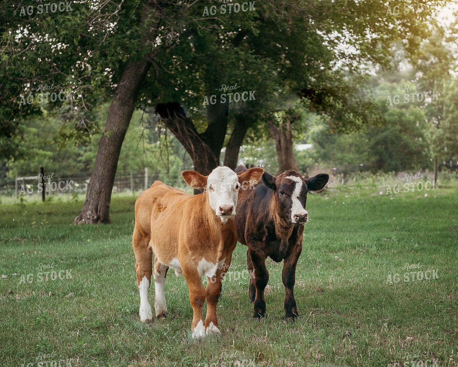 Hereford and Black Baldy Calves 174020
