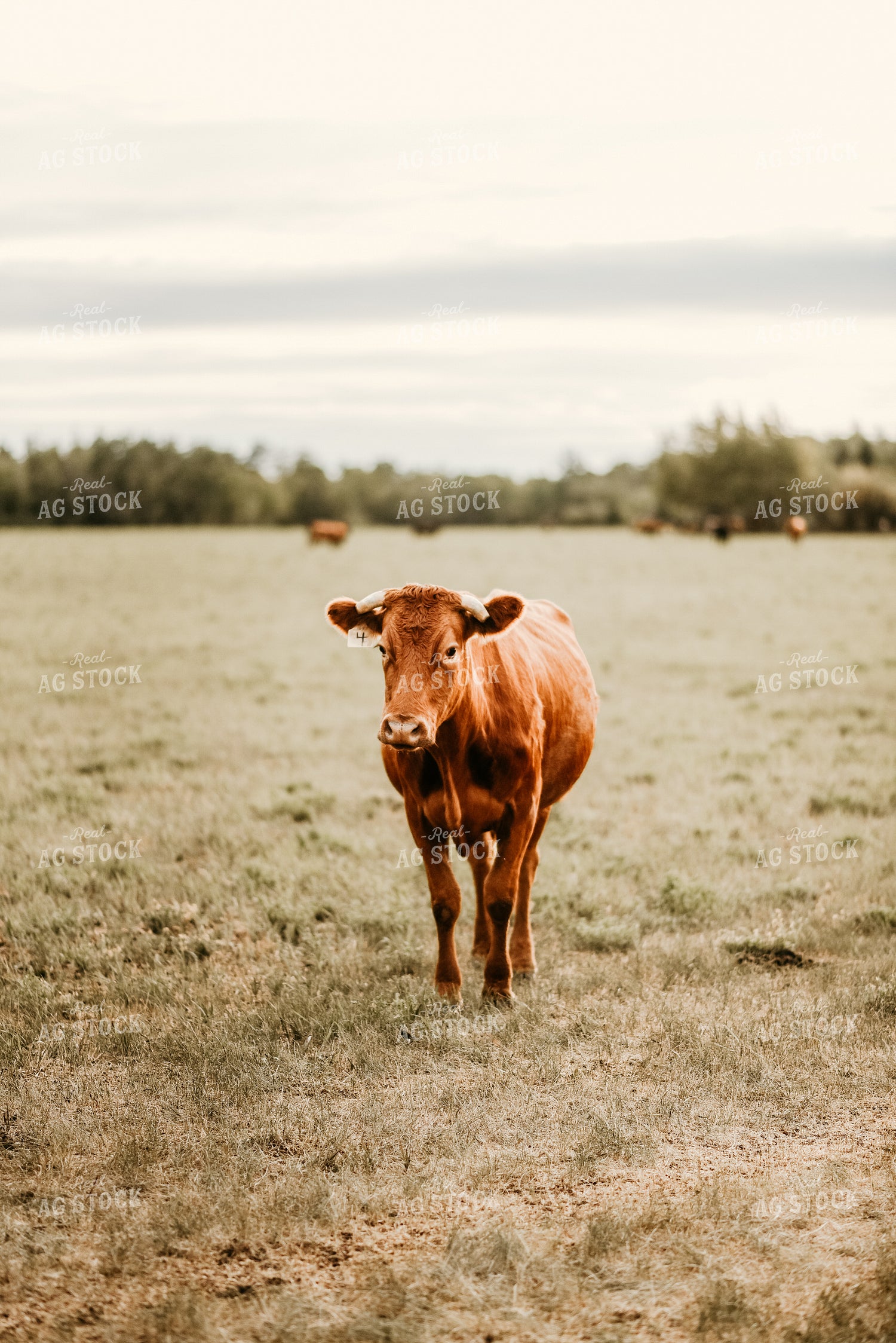 Red Angus Cow in Pasture 64217