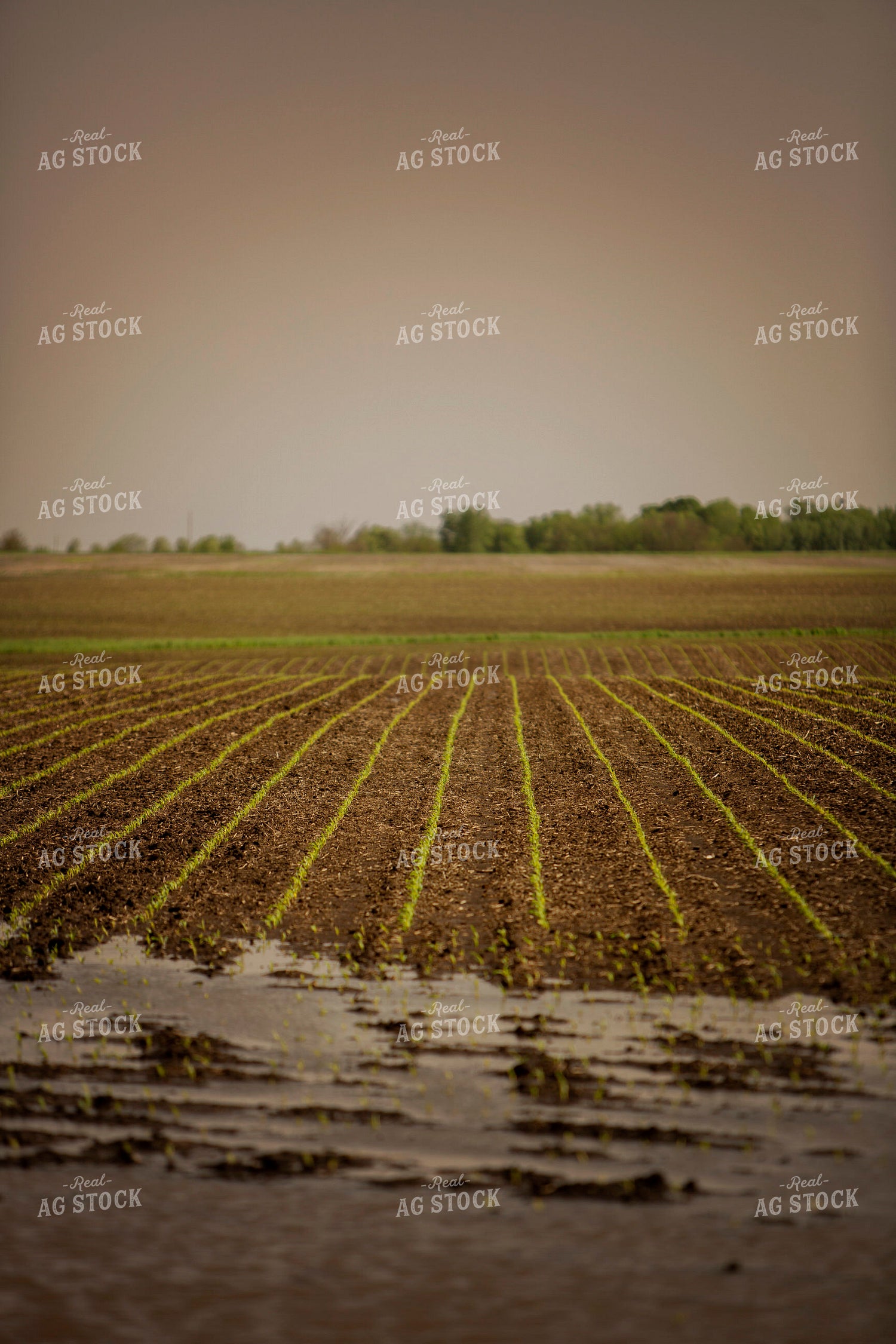 Early Growth Corn in Wet Soil 5546