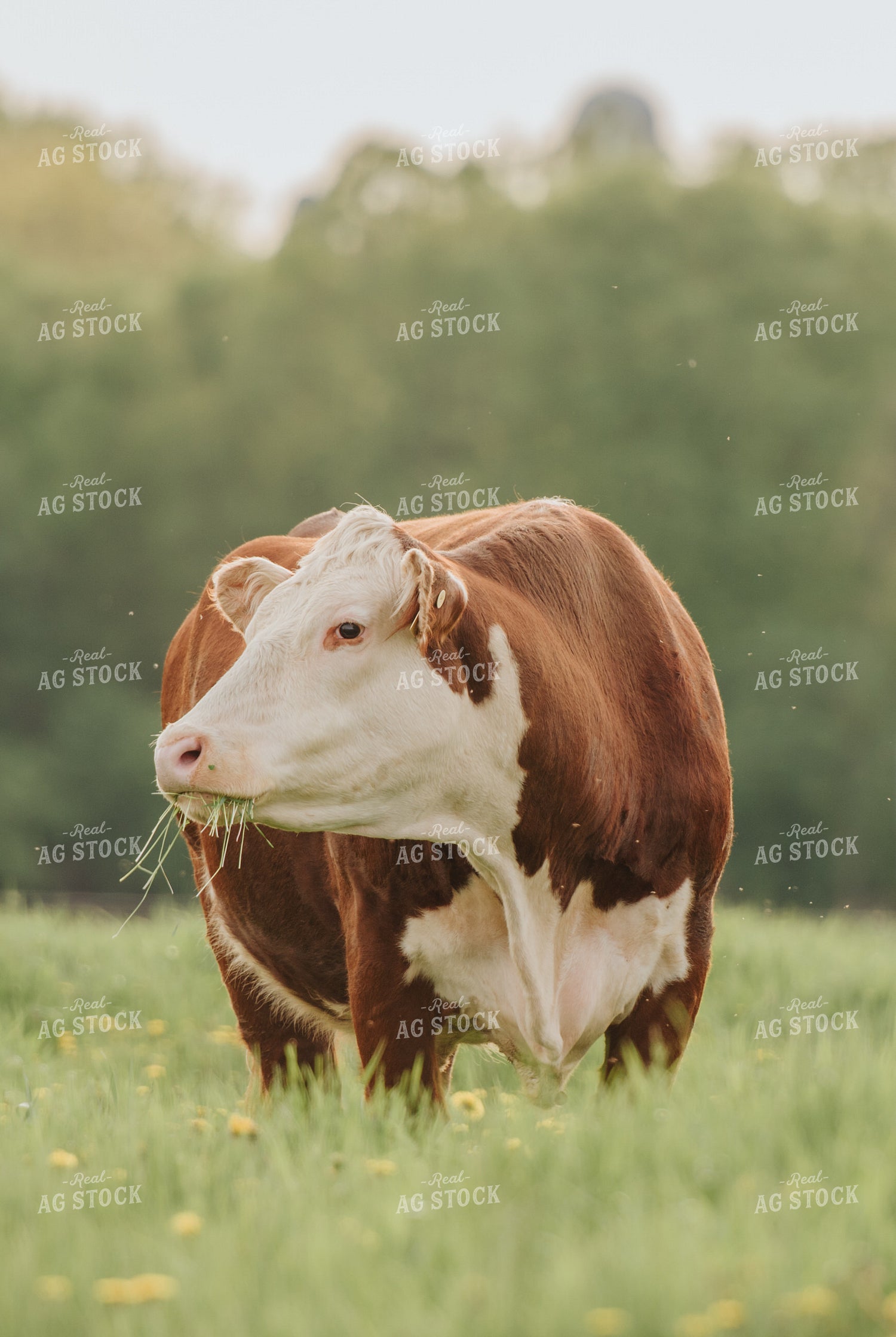 Hereford Cow in Pasture 68096