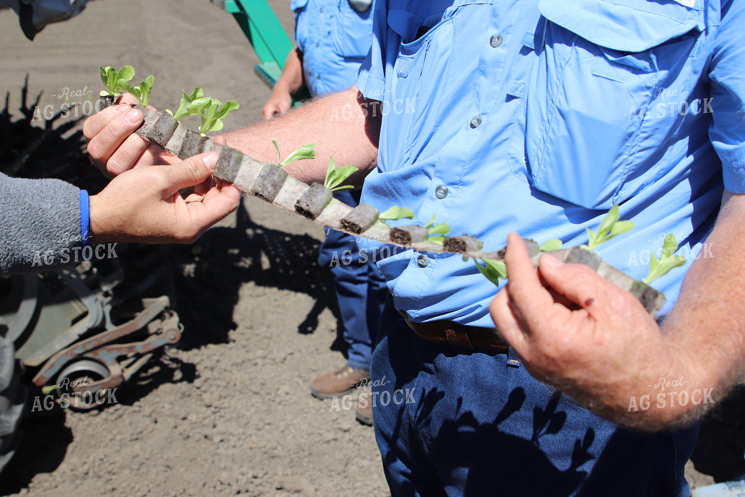 Planting Artichokes 102124