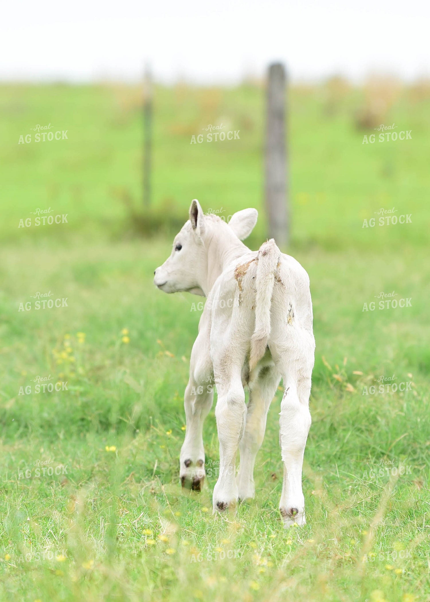 Charolais Calf 192020
