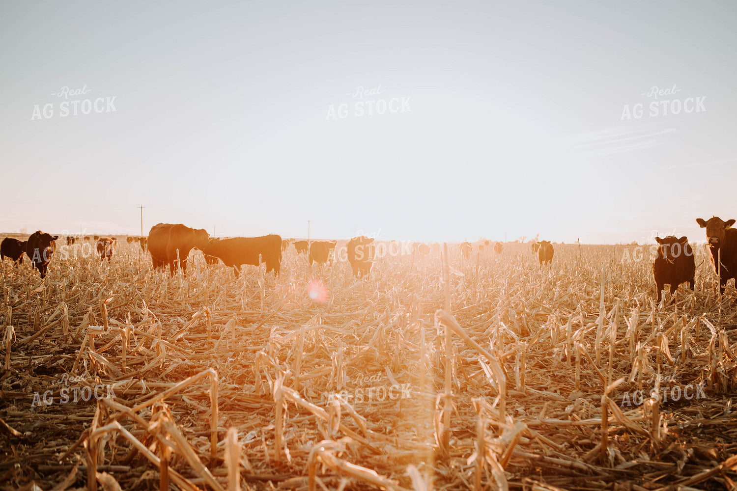 Cattle in Pasture 77225