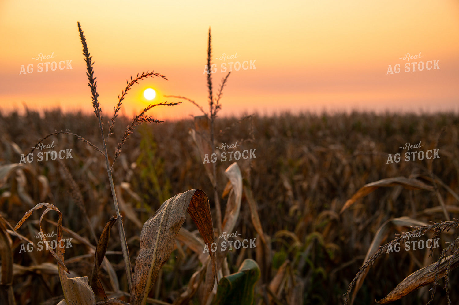 Dried Corn Tassels at Sunset 25467