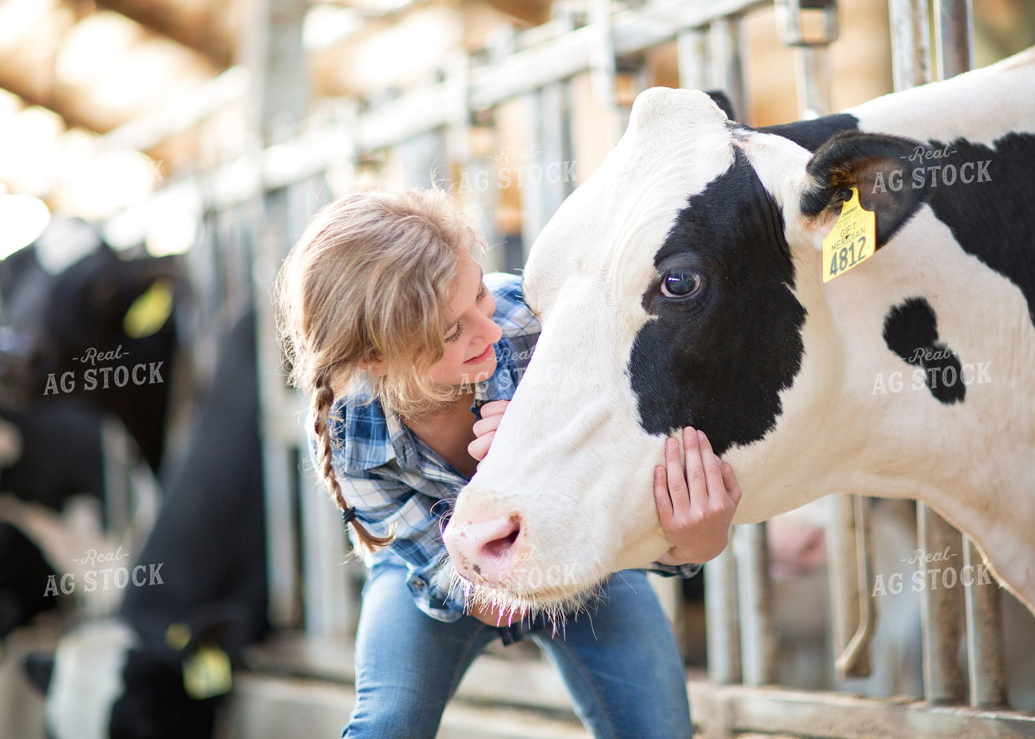 Farm Kid and Holstein Cow 55130