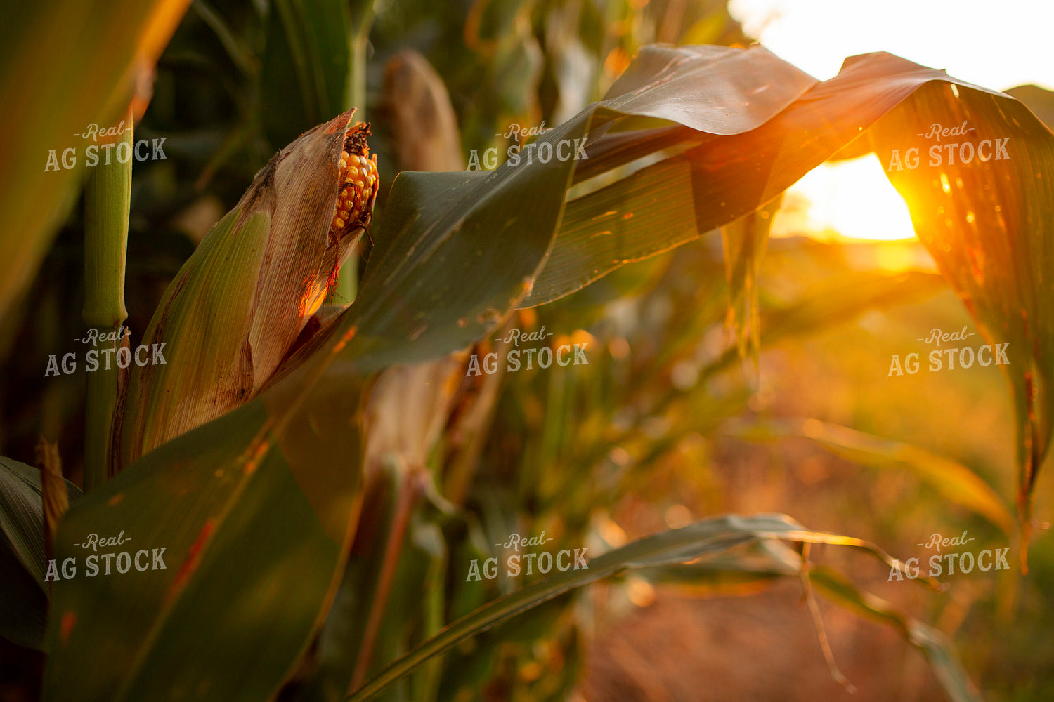 Corn - Mid-Season 2330