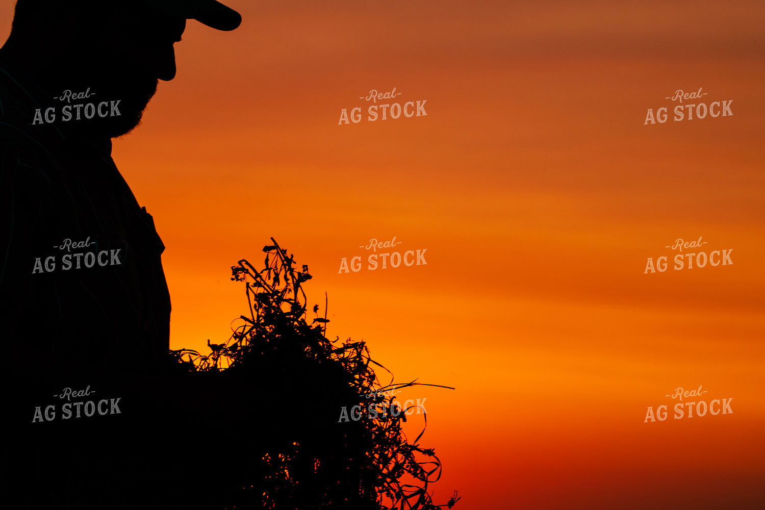 Farmer Checking Hay at Sunset 214050