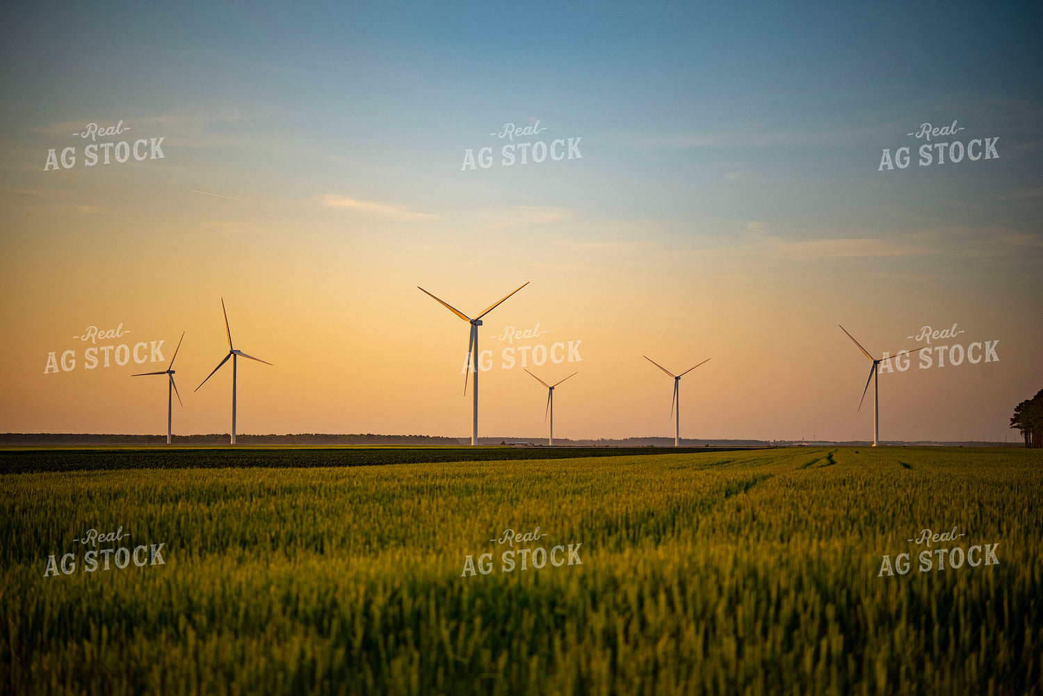Wind Turbines at Sunset in Growing Wheat Field in Foreground 136023