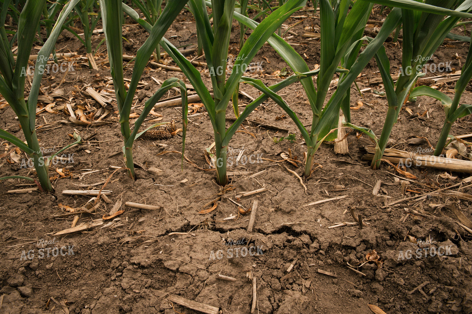 Dry Soil in Corn Field 25988